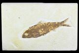 Detailed Fossil Fish (Knightia) - Wyoming #99770-1
